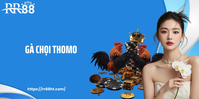 Gà Chọi Thomo Và Những Trận Đấu Kê Gay Cấn Bậc Nhất