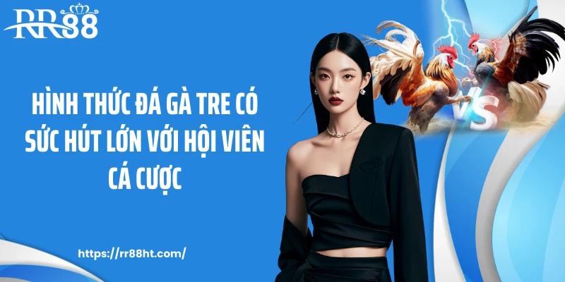 Hình thức đá gà tre có sức hút lớn với hội viên cá cược