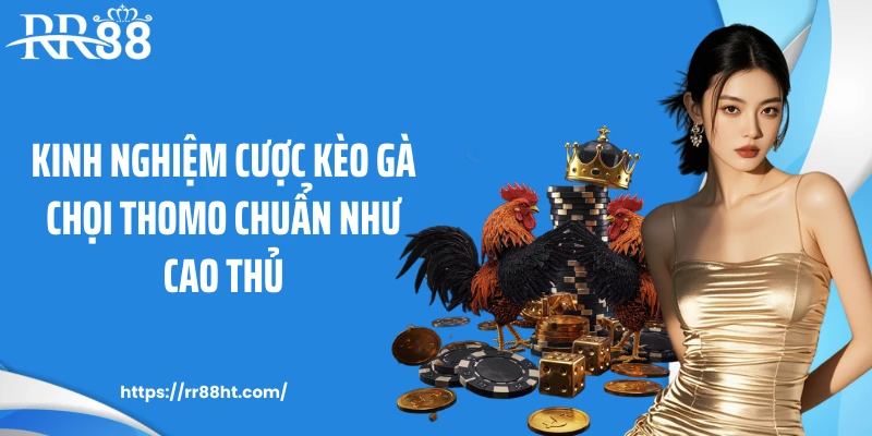 Kinh nghiệm cược kèo gà chọi Thomo chuẩn như cao thủ
