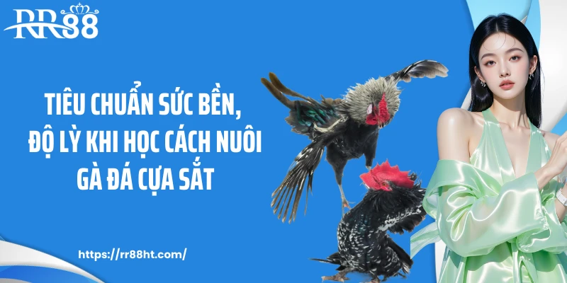Tiêu chuẩn sức bền, độ lỳ khi học cách nuôi gà đá cựa sắt