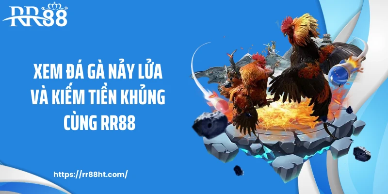 Xem đá gà nảy lửa và kiếm tiền khủng cùng RR88