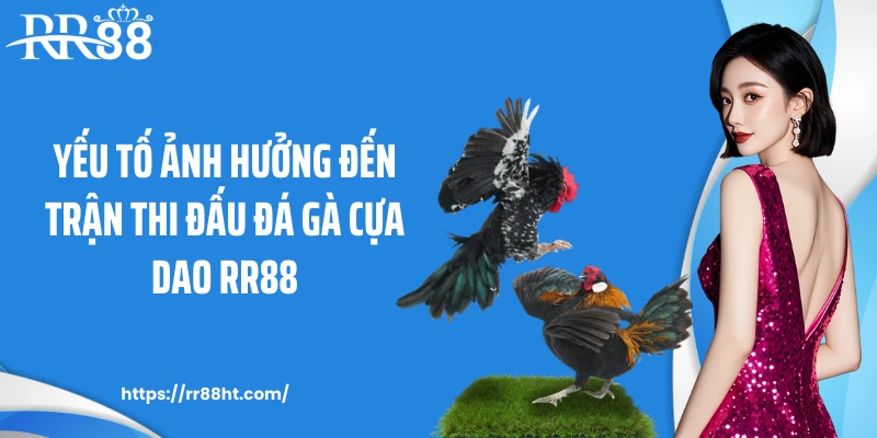 Yếu tố ảnh hưởng đến trận thi đấu đá gà cựa dao RR88